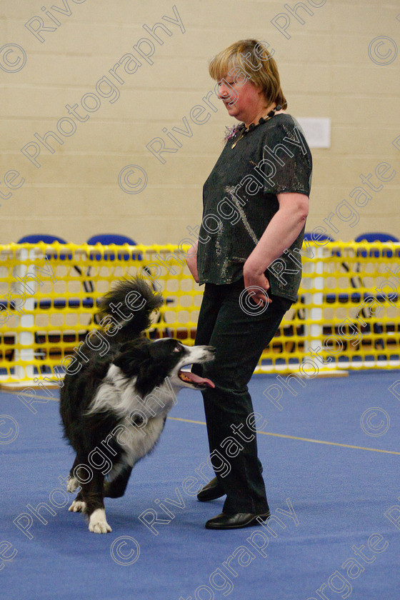 AWC 5880 
 Keywords: 2009, Barbara Whittaker, Barnard Castle, Belverdale Wesley, County Durham, DL12 8DS, Intermediate Heelwork to Music, May, Northern Mutts N Music, Royal Canin, Strathmore Road, Teesdale Sports Centre, border collie, canine freestyle, competition, heelwork to music