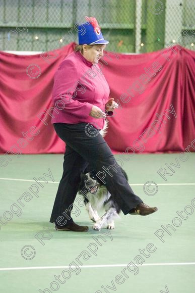 IMG 2711 
 Paws n Music, Heelwork to Music competition held at Ryton on Dunsmore, Coventry. 
 Keywords: 2008, canine freestyle, competition, connexions leisure centre, coventry, dancing with dogs, december, freestyle, heelwork to music, january, paws and music, paws n music, ryton, ryton on dunsmore, Kay Laurence, border collie