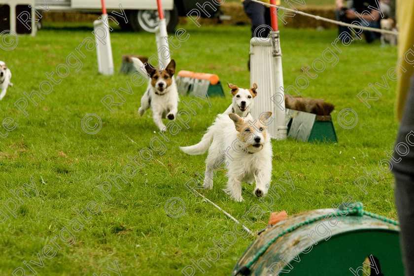 AWC 1817 
 Keywords: England, Lynch Field, UK, Wanborough, Wiltshire, arena demonstration, arena display, cyril the squirrel, terrier racing, wanborough country show