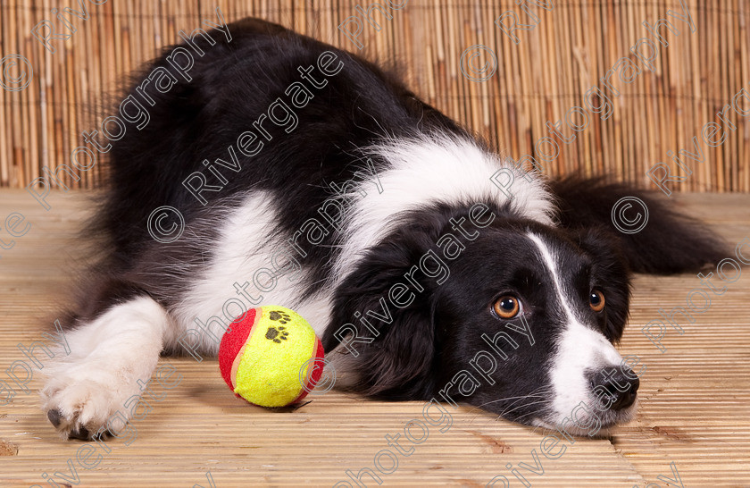 AWC 9628-2 
 Keywords: 2009, Ower, dogs, july, portraits, wellow agility club