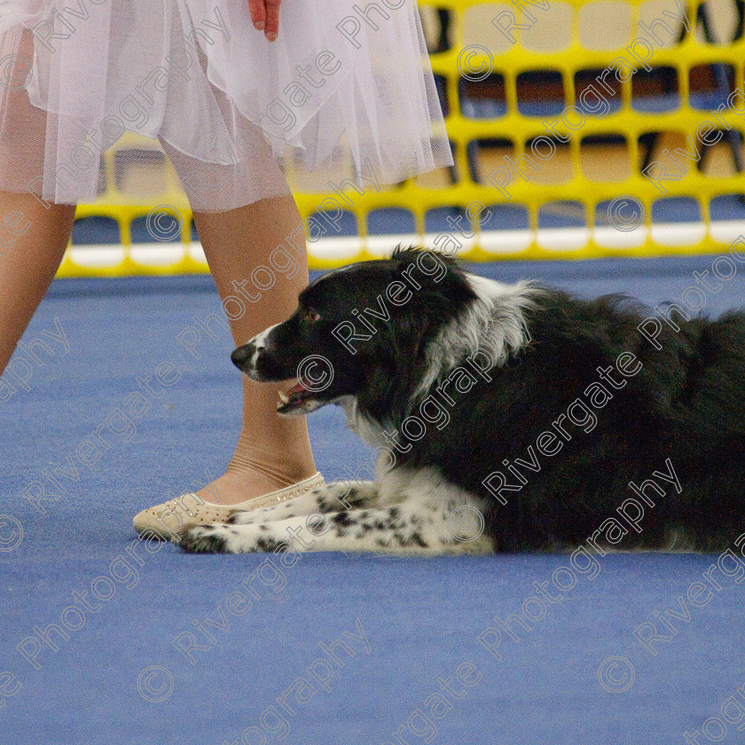 AWC 6832-2 
 Keywords: 2009, Ann Derizzio, Barnard Castle, Ceri Cariad, Class 6b, County Durham, DL12 8DS, Heather Smith, Judges: Cathy Bates, May, Northern Mutts N Music, Royal Canin, Strathmore Road, Teesdale Sports Centre, canine freestyle, competition, heelwork to music, margaret booth, working sheepdog