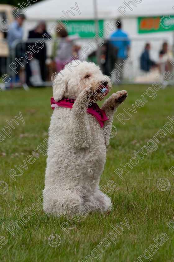 AWC 7897 
 Keywords: 2009, England, June, MDS Ltd, Paws in the Park, UK, broadlands, dog, eileen, hampshire, lilly, romsey, white