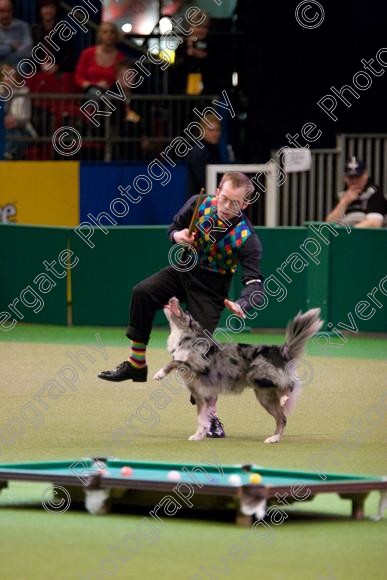 IMG 7274 
 Crufts Heelwork to Music and Canine Freestyle Competition Finals 
 Keywords: 2008, Arena, Display, NEC, birmingham, canine freestyle, crufts, dancing, dogs, heelwork to music, htm, march, performance, pogo, pot black routine, richard curtis