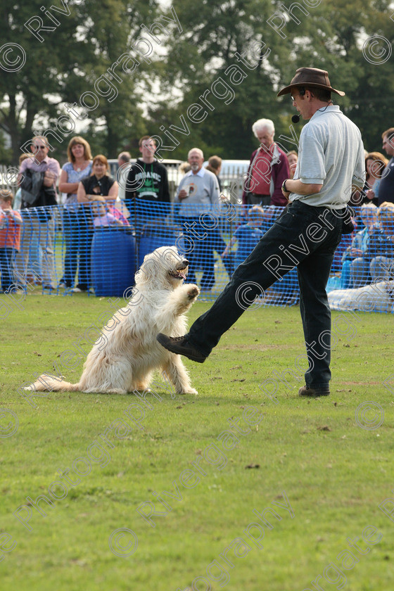 AWC 6963 
 Keywords: 2010, Chobham, Millbrook Animal Centre, RSPCA, Richard Curtis, arena demonstration, september