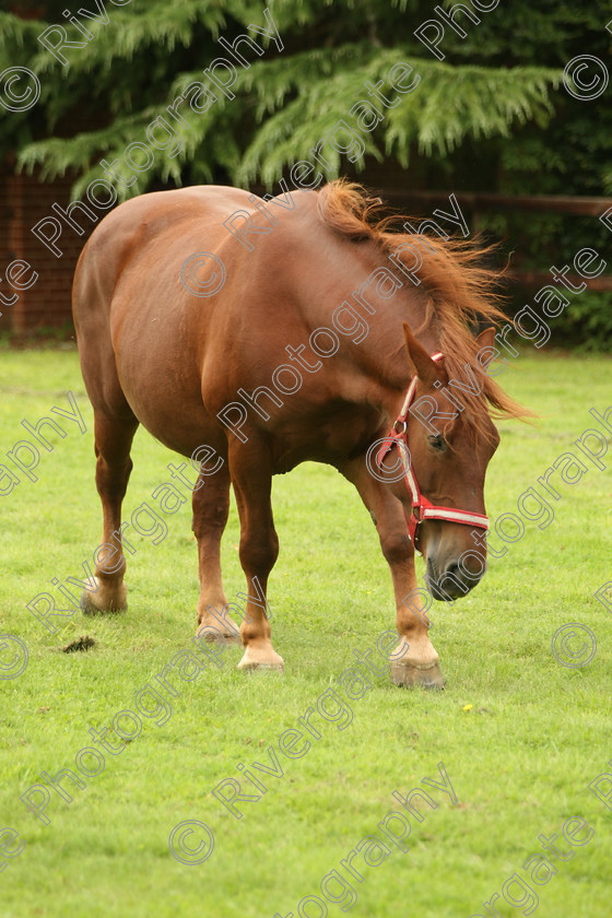 AWC 7600 
 Keywords: ANIMAL HEALTH TRUST, Gala Day, KENTFORD, Lanwades Park, Newmarket, Suffolk, grass, grazing, green, horse