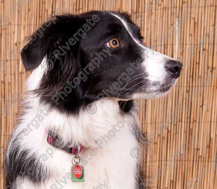 AWC 9626 
 Keywords: 2009, Ower, dogs, july, portraits, wellow agility club