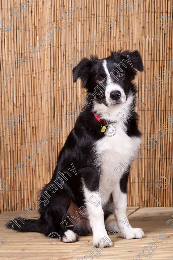 AWC 9541 
 Keywords: 2009, Ower, dogs, july, portraits, wellow agility club