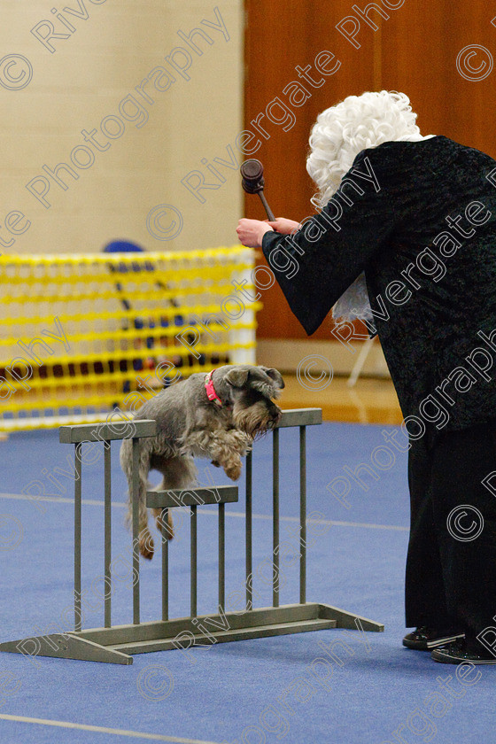 AWC 6570 
 Keywords: 2009, Barnard Castle, Class 6a, County Durham, DL12 8DS, Jennifer Martindale, Judges: Penny Draper, May, Miniature Schnauzer, Northern Mutts N Music, Novice Freestyle, Richard Curtis, Royal Canin, Sapphire Dream, Strathmore Road, Teesdale Sports Centre, annette lowe, canine freestyle, competition, heelwork to music