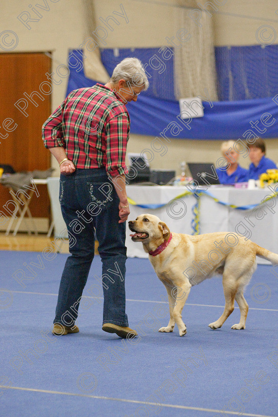 AWC 5787 
 Keywords: 2009, Barnard Castle, County Durham, DL12 8DS, May, Northern Mutts N Music, Novice Heelwork to Music, Royal Canin, Star Light Girl, Strathmore Road, Teesdale Sports Centre, bev williamson, canine freestyle, competition, heelwork to music, labrador