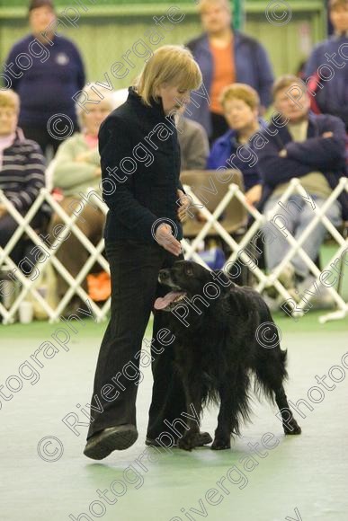 IMG 5968 
 Keywords: 2008, K9 Freestyle, Rugby DTC, canine freestyle, competition, connexions leisure centre, coventry, dancing dogs, february, heelwork to music, , ryton on dunsmore