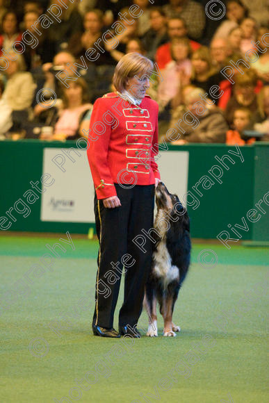 IMG 7466 
 Mary Muxworthy performing Advanced Heelwork to Music at the Crufts competition at the NEC Arena in Birmingham in March 2008 
 Keywords: 2008, Arena, Collywobble Cenltic Harry, Display, NEC, WS, Working Sheep dog, birmingham, canine freestyle, crufts, dancing, dogs, heelwork to music, htm, march, mary muxworthy, performance