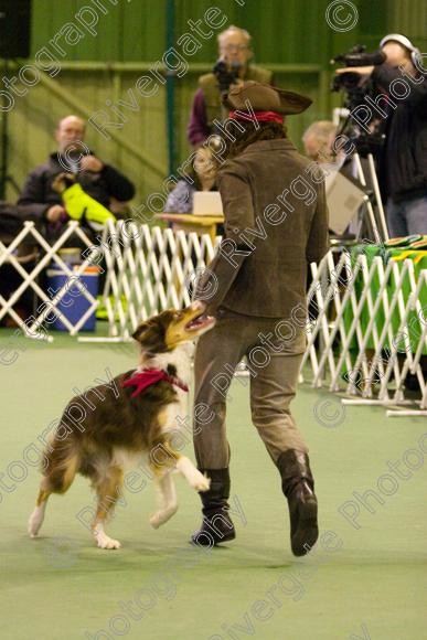 IMG 6343 
 Keywords: 2008, K9 Freestyle, Rugby DTC, canine freestyle, competition, connexions leisure centre, coventry, dancing dogs, february, heelwork to music, , ryton on dunsmore