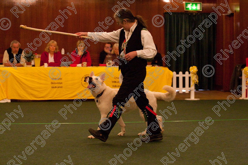 AWC 2431 
 Keywords: 2010, Sheila Waller, Starters Freestyle Part 2, april, heelwork to music, westglen