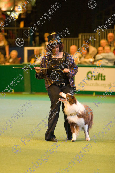 IMG 7378 
 Ann De Rizzio with Stillmoor Touch of Spice performing at Crufts 2008 in the Arena at the NEC Birmingham 
 Keywords: 2008, Arena, BC, Display, NEC, Stillmoor Touch of Spice, ann de rizzio, birmingham, border collie, canine freestyle, crufts, dancing, dogs, heelwork to music, htm, march, performance