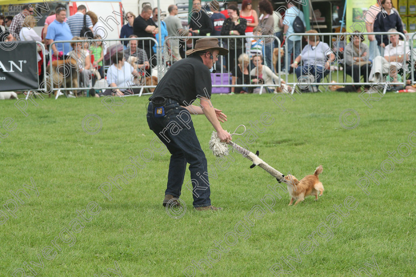 AWC 7330 
 Keywords: 2010, Chihuahua cross, Kent, MDS Shows Ltd, Paws in the Park, Richard Curtis, arena demonstrations, paddock wood, running