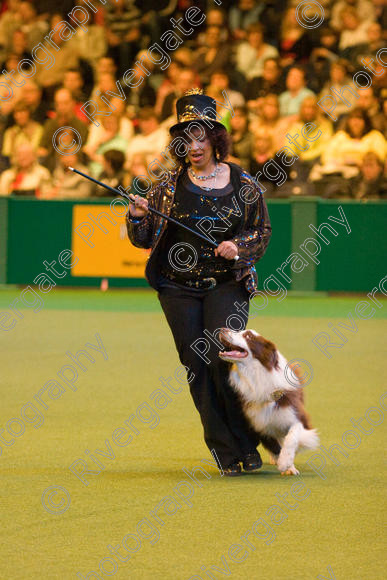 IMG 7371 
 Ann De Rizzio with Stillmoor Touch of Spice performing at Crufts 2008 in the Arena at the NEC Birmingham 
 Keywords: 2008, Arena, BC, Display, NEC, Stillmoor Touch of Spice, ann de rizzio, birmingham, border collie, canine freestyle, crufts, dancing, dogs, heelwork to music, htm, march, performance