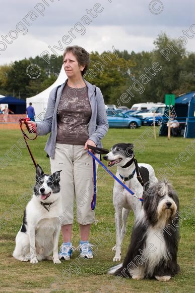 IMG 0117 
 Paws in the Park 2007 at The Hop Farm, Paddock Wood, Kent, organised by MDS Ltd 
 Keywords: 2007, Paws in the Park, The Hop Farm, september, woman, standing, three dogs, portrait, border collie, whippet, old english sheepdog, dulux dog, country show, event