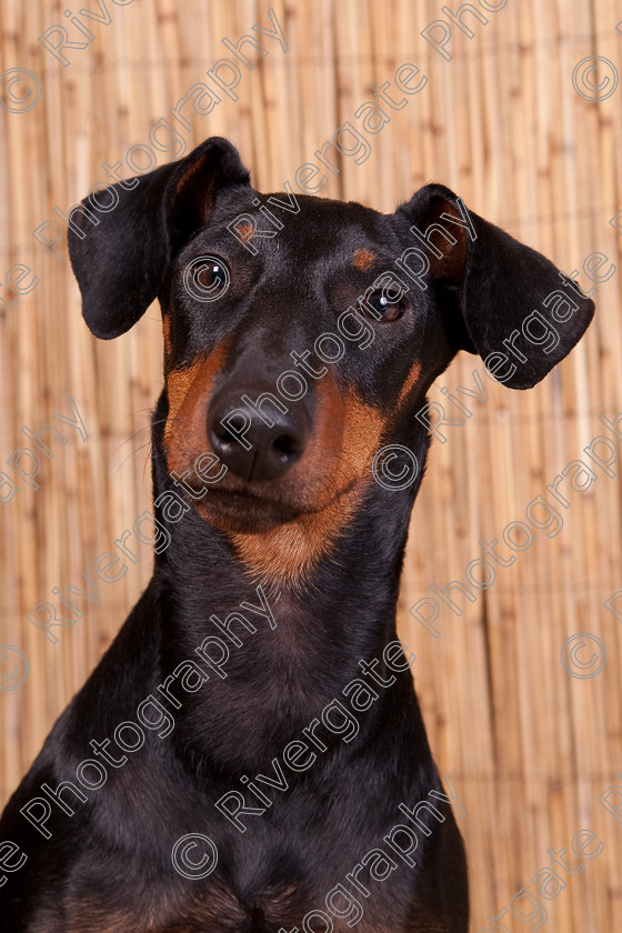 AWC 9576 
 Keywords: 2009, Ower, dogs, july, portraits, wellow agility club