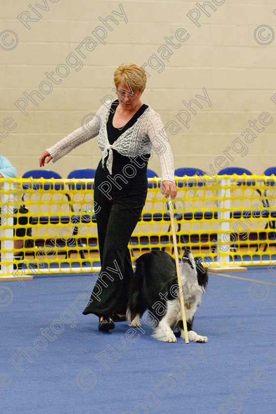 AWC 6480 
 Keywords: 2009, Barnard Castle, County Durham, DL12 8DS, Judges: Jackie Clarke, May, Northern Mutts N Music, Royal Canin, Starters Freestyle, Strathmore Road, Teesdale Sports Centre, canine freestyle, competition, heelwork to music