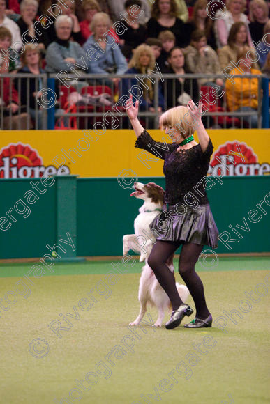 IMG 7314 
 Crufts Heelwork to Music and Canine Freestyle Competition Finals 
 Keywords: 2008, Arena, Display, NEC, WS, birmingham, canine freestyle, crufts, dancing, dogs, heelwork to music, htm, kath hardman, march, performance, reflections of ginger, working sheepdog