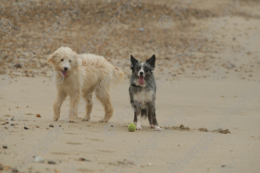 AWC 4496 
 Hengistbury Head, Richard Curtis' dogs on the beach 
 Keywords: 2008, beach, december, dogs, hengistbury head, pogo, richard curtis' dogs, whizzy