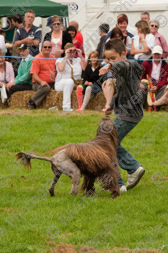 AWC 1439 
 Wanborough Country Show, August 2009, Richard Curtis' K9freestyle Dancing Dog Arena Display 
 Keywords: 2009, arena demonstration, arena display, august, canine freestyle, dog dancing, dog display, England, heelwork to music, k9freestyle, Lynch Field, Lynch Field, Wanborough, Wiltshire, England, UK, richard curtis, UK, wanborough country show, Wanborough, Wiltshire