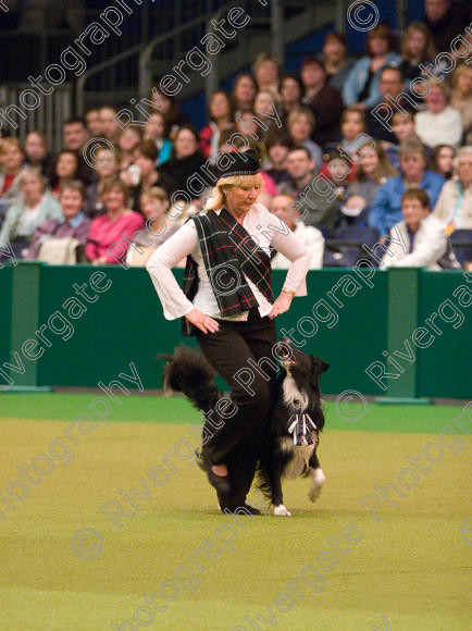 IMG 7337 
 Keywords: 2008, Arena, BC, Display, Kinaway Doctor Watson, NEC, birmingham, border collie, canine freestyle, carole dodson, crufts, dancing, dogs, heelwork to music, htm, march, performance