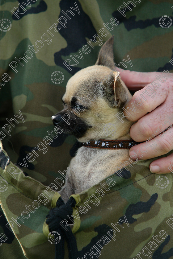 AWC 7293 
 Keywords: 2010, Chihuahua, Kent, MDS Shows Ltd, Paws in the Park, arena demonstrations, army fatigues, comaflage, mans hand, paddock wood