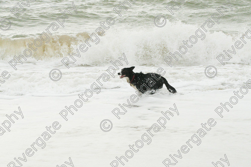 AWC 4195 
 Hengistbury Head, Richard Curtis' dogs on the beach 
 Keywords: 2008, beach, border collie, december, dogs, hengistbury head, random dog, running through surf, unknown dog