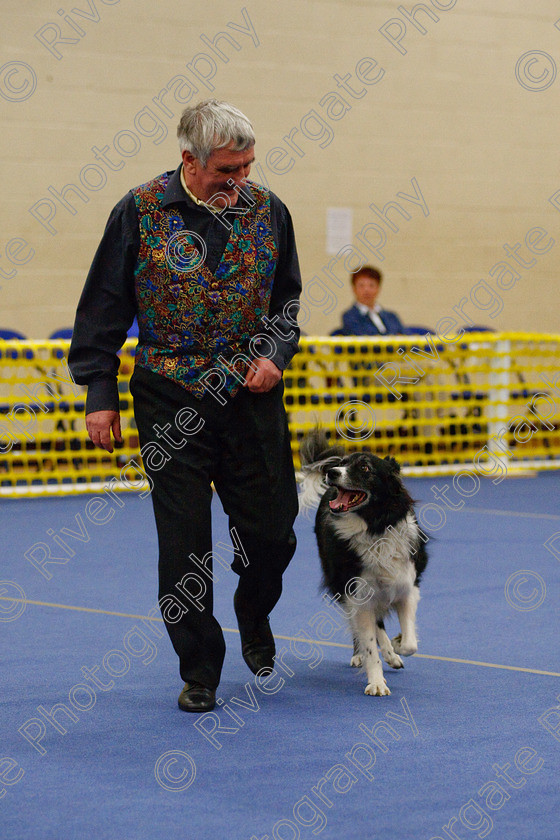 AWC 5900 
 Keywords: 2009, Barnard Castle, County Durham, DL12 8DS, Genabacab Quntilla, Intermediate Heelwork to Music, May, Northern Mutts N Music, Royal Canin, Strathmore Road, Teesdale Sports Centre, canine freestyle, competition, heelwork to music, roger reed, working sheepdog