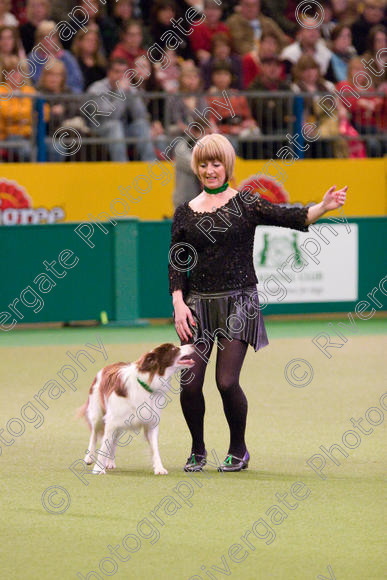 IMG 7309 
 Crufts Heelwork to Music and Canine Freestyle Competition Finals 
 Keywords: 2008, Arena, Display, NEC, WS, birmingham, canine freestyle, crufts, dancing, dogs, heelwork to music, htm, kath hardman, march, performance, reflections of ginger, working sheepdog