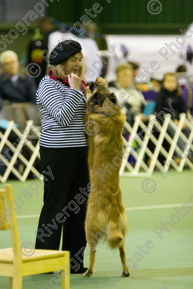 IMG 5816 
 Keywords: 2008, K9 Freestyle, Rugby DTC, canine freestyle, competition, connexions leisure centre, coventry, dancing dogs, february, heelwork to music, , ryton on dunsmore