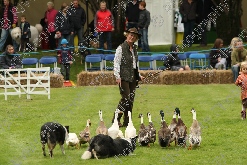 AWC 7513 
 Keywords: ANIMAL HEALTH TRUST, Gala Day, KENTFORD, Lanwades Park, Newmarket, Suffolk, duck herding, ducks, elaine hill sheep dog show