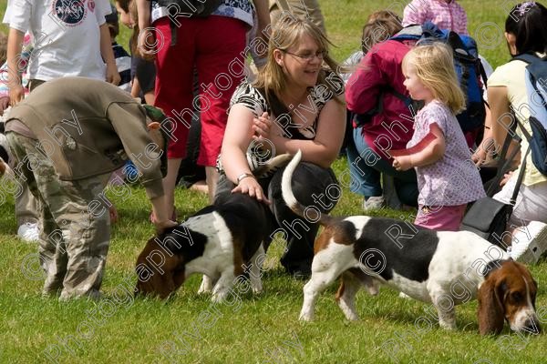 IMG 3194 
 Hatfield House Country Show 2008 Albany Bassett Hounds 
 Keywords: albany bassett hounds, hatfield house country show, meet and greet, pet, stroke