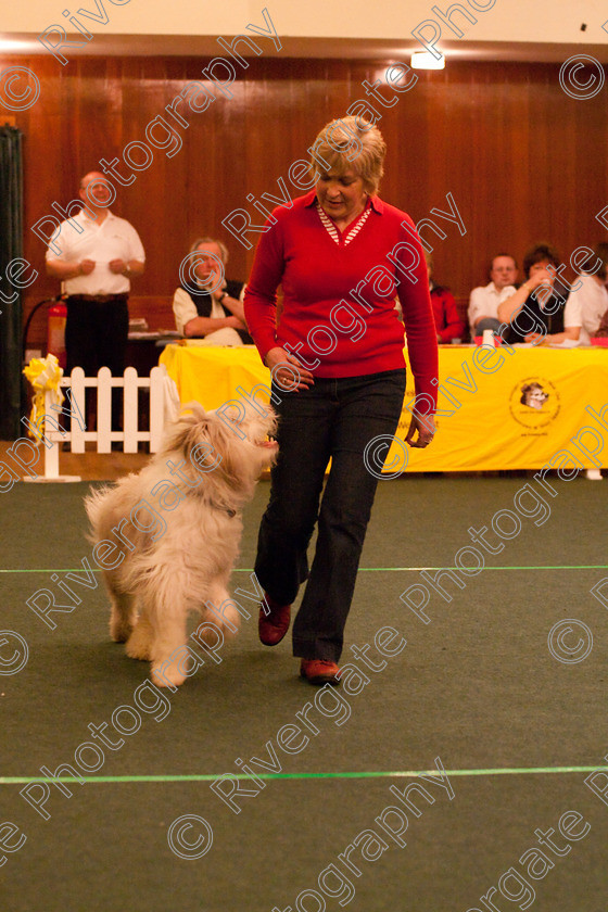 AWC 2902 
 Keywords: 2010, Novice Freestyle Part 1, april, heelwork to music, pat parsons, westglen