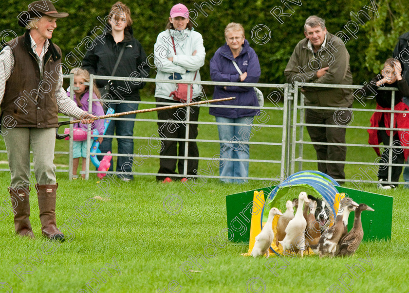 AWC 0796-2 
 Keywords: 0771 313 8528, 2009, England, Harrogate, North Yorkshire, UK, arena demonstration, arena display, august, duck herding, elaine hill, harrogate game fair, info@elainehill-sheepdogs.co.uk, sheepdog display