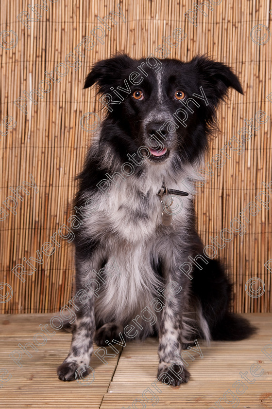 AWC 9488 
 Keywords: 2009, Ower, dogs, july, portraits, wellow agility club