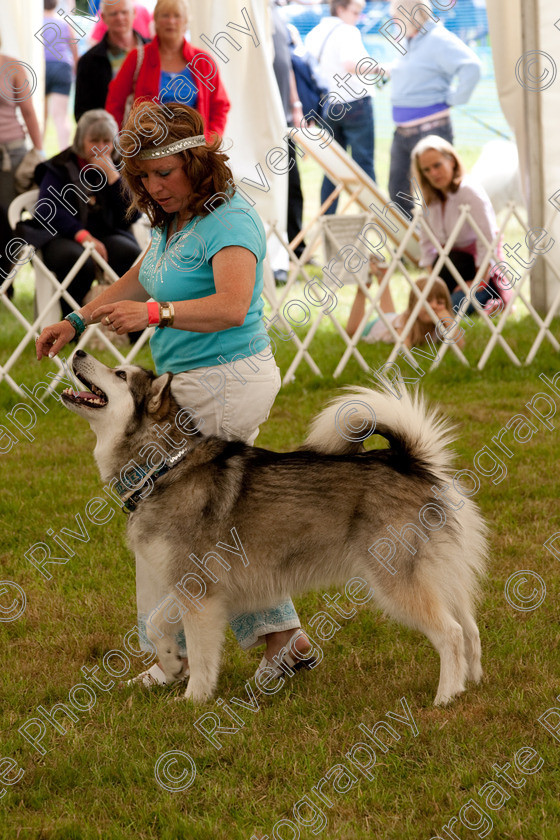 AWC 8253 
 Keywords: 2009, England, June, MDS Ltd, Paws in the Park, UK, broadlands, competition, hampshire, heelwork to music, paws in music, romsey