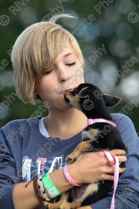 AWC 7297 
 Keywords: 2010, Chihuahua, Kent, MDS Shows Ltd, Paws in the Park, arena demonstrations, dog, girl, kissing, paddock wood, pink collar, pink lead