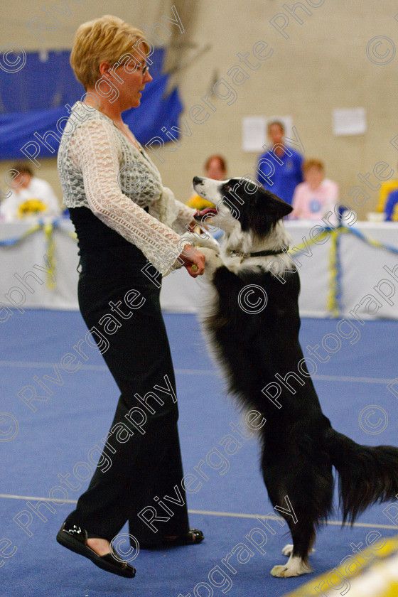 AWC 6492 
 Keywords: 2009, Barnard Castle, County Durham, DL12 8DS, Judges: Jackie Clarke, May, Northern Mutts N Music, Royal Canin, Starters Freestyle, Strathmore Road, Teesdale Sports Centre, canine freestyle, competition, heelwork to music