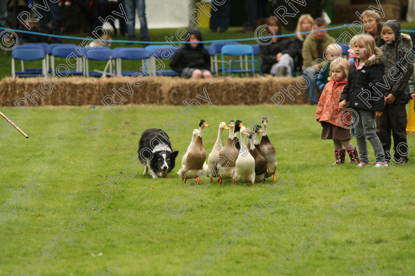 AWC 7511 
 Keywords: ANIMAL HEALTH TRUST, Gala Day, KENTFORD, Lanwades Park, Newmarket, Suffolk, duck herding, ducks, elaine hill sheep dog show