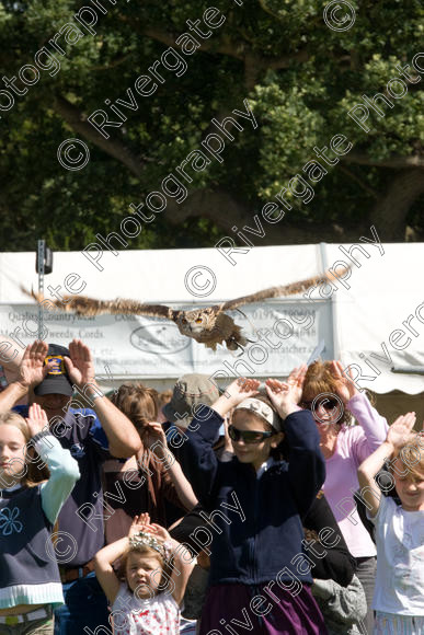 IMG 3478 
 Hatfield House Country Show 2008 Birds of Prey and Falconry 
 Keywords: Hatfield House Country Show, Birds of Prey, Falconry, Arena Demonstration, James McKay and son.