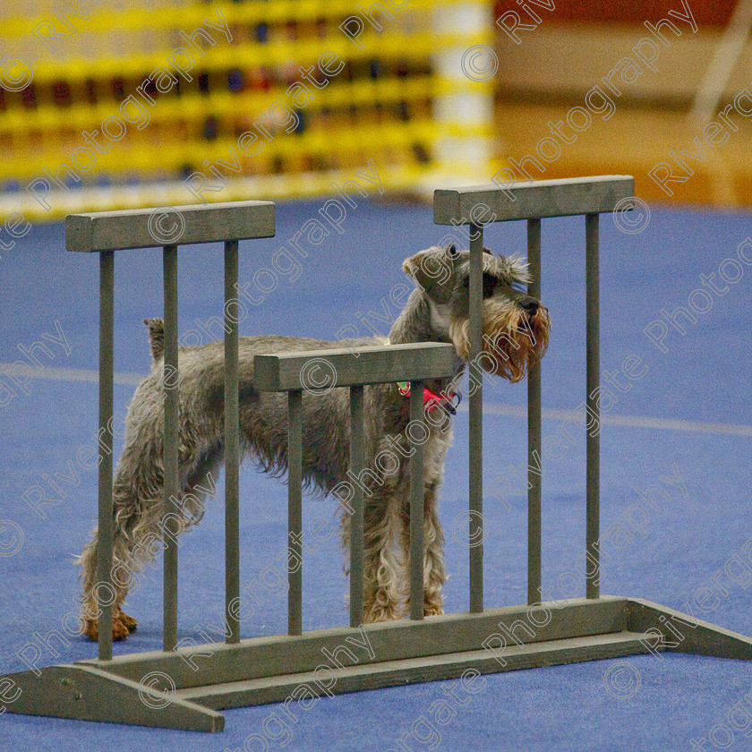 AWC 6573-2 
 Keywords: 2009, Barnard Castle, Class 6a, County Durham, DL12 8DS, Jennifer Martindale, Judges: Penny Draper, May, Miniature Schnauzer, Northern Mutts N Music, Novice Freestyle, Richard Curtis, Royal Canin, Sapphire Dream, Strathmore Road, Teesdale Sports Centre, annette lowe, canine freestyle, competition, heelwork to music