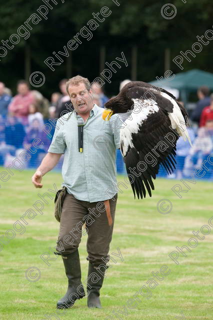 AWC 0066 
 RSPCA Milbrook, Chobham, Woking, 2005, arena demonstrations and displays, charity 
 Keywords: Bateleur Eagle, Batty, chris o'donnell, hawk experience, millbrook, woking