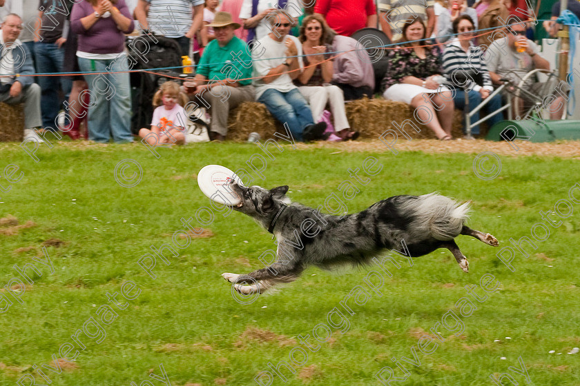 AWC 1503 
 Wanborough Country Show, August 2009, Richard Curtis' K9freestyle Dancing Dog Arena Display 
 Keywords: 2009, arena demonstration, arena display, august, canine freestyle, dog dancing, dog display, England, heelwork to music, k9freestyle, Lynch Field, Lynch Field, Wanborough, Wiltshire, England, UK, richard curtis, UK, wanborough country show, Wanborough, Wiltshire