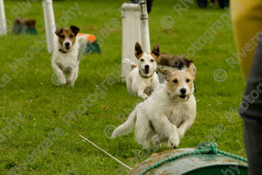 AWC 1818 
 Keywords: England, Lynch Field, UK, Wanborough, Wiltshire, arena demonstration, arena display, cyril the squirrel, terrier racing, wanborough country show