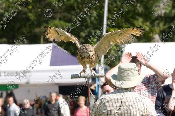 IMG 3470 
 Hatfield House Country Show 2008 Birds of Prey and Falconry 
 Keywords: Hatfield House Country Show, Birds of Prey, Falconry, Arena Demonstration, James McKay and son.