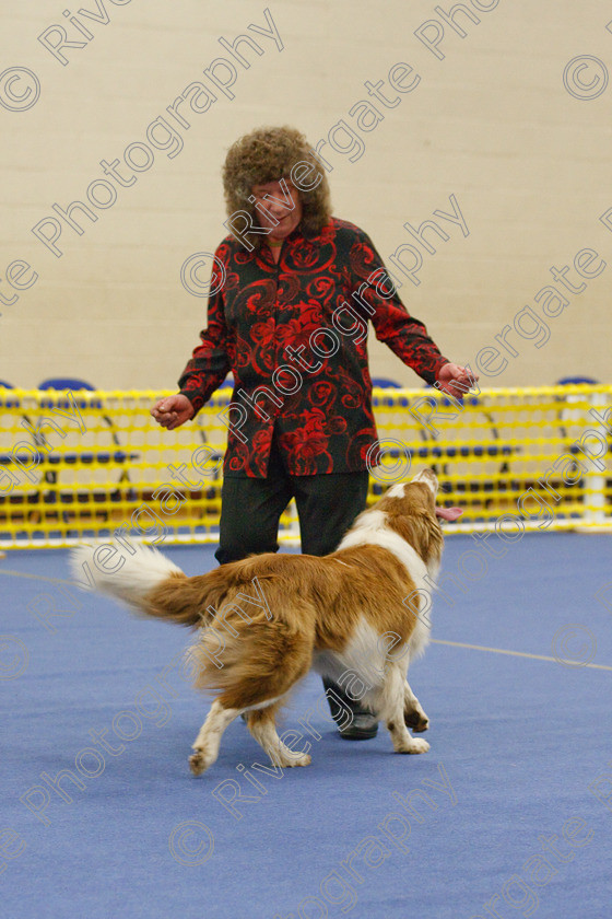 AWC 5746 
 Keywords: 2009, Barnard Castle, County Durham, DL12 8DS, May, Northern Mutts N Music, Novice Heelwork to Music, Paula Ackray, Royal Canin, Stillmoor Flash of Light, Strathmore Road, Teesdale Sports Centre, border collie, canine freestyle, competition, heelwork to music