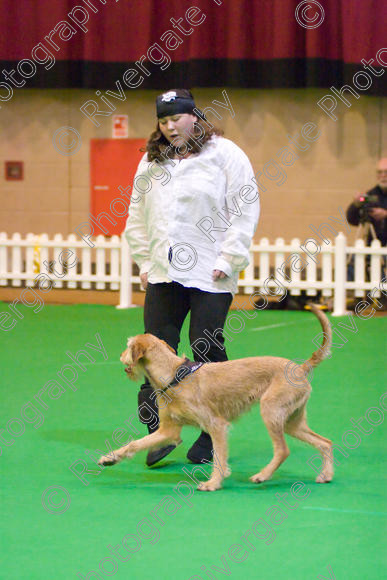 IMG 8675 
 Heelwork to Music and Canine Freestyle Competitions held at Westglen in April 2008 
 Keywords: 2008, Bilford Road, Perdiswell Leisure Centre, WR3 8DX, Worcester, april, competition, heelwork to music, westglen, hannah crook, advanced, htm