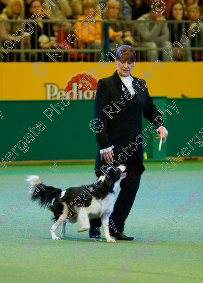 IMG 7596 
 Keywords: 2008, Arena, Display, Iatka Spring Spangle, NEC, WS, birmingham, canine freestyle, crufts, dancing, dogs, heelwork to music, htm, karen sykes, march, performance, working sheepdog